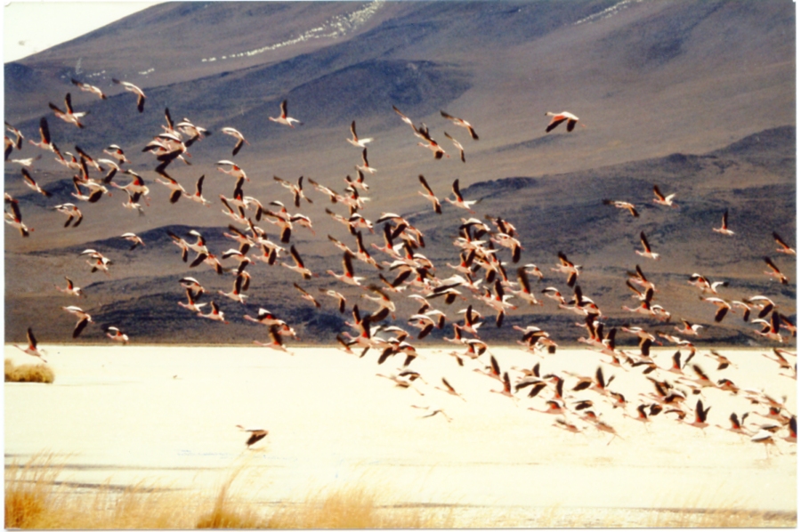 Atacama